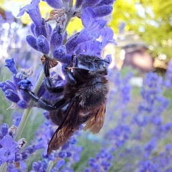 Insect